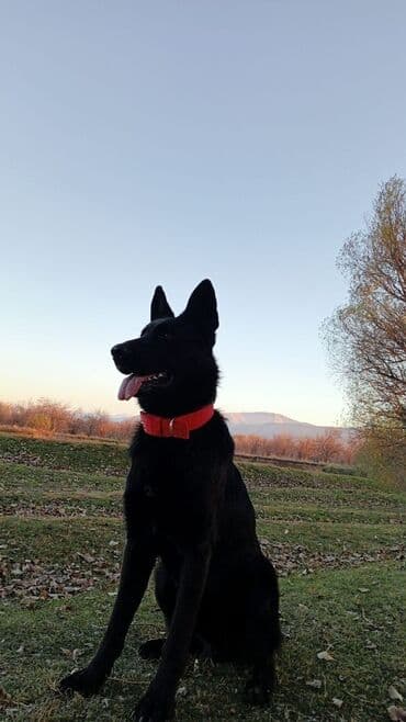 немецкая овчарка собака: Ит бекер берилет: Немис овчаркасы, 8 айлык, Эркек, Эмделген — 16