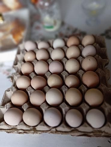 резка барана: Джерси гиганттын жумурткасы инкубацияга заказ алабыз — 1