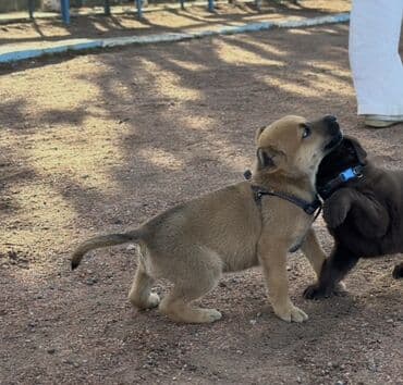 собака курцхаар: СРОЧНО!!! Мама малинуа, папа дворняга. ОЧЕНЬ СРОЧНОО!!!! Щенок — 3