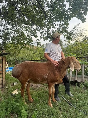Продаю | Баран (самец) | Для разведения | Осеменитель at lalafo.kg Продаю | Баран (самец) | Для разведения | Осеменитель