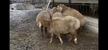 Продам с/х животных: Продаю | Ягненок, Баран (самец) | Арашан — 7