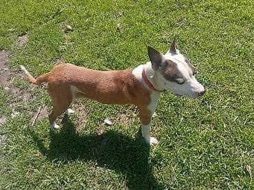 собака из приюта: Амстафф, 7 месяцев, Самка, С прививкой — 3