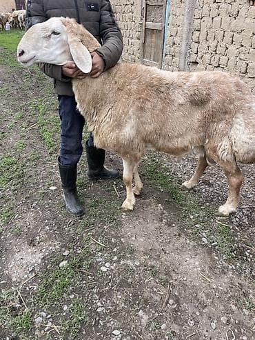 утки белые: Продаю | Баран (самец) | Арашан | Для разведения | Осеменитель — 1