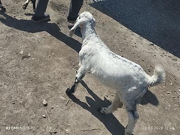 Аквариумдар: Сатам | Улак | Нубий | Көбөйтүү үчүн | Асыл тукумдуу — 3