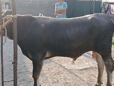 породистый бычок: Продаю | Бык (самец) | На откорм | Привязанные — 1