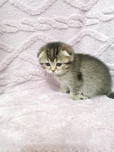 маленькие кошки: Скотиш Фолд (Шотландская вислоухая), 1 месяц, Девочка — 6