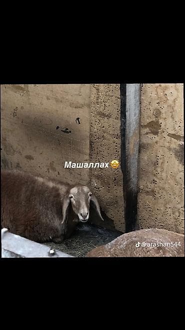 ветеринар бишкек цены: Договорная — 2