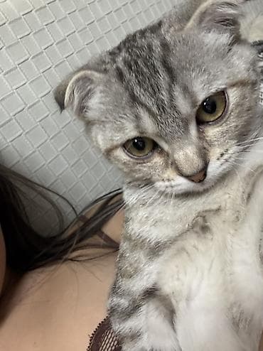 Грызуны: Скотиш Фолд (Шотландская вислоухая), 8 месяцев, Девочка — 5