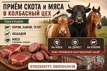 Частное лицо : Коровы, быки, | На откорм