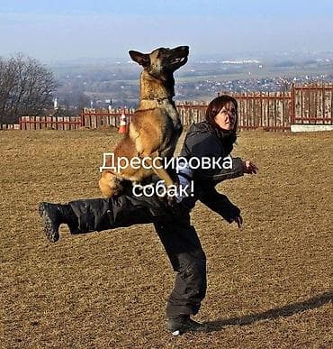 отстрел собак: Дрессировка собак Профессиональная работа с любой породой и — 1