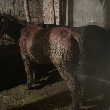 собака дом: Продаю | Кобыла (самка) | Рабочий — 6