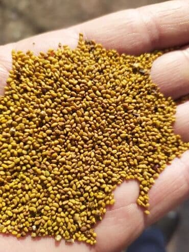 купить семена в бишкеке: Семена кормовых растений: Люцерна, Платная доставка — 1