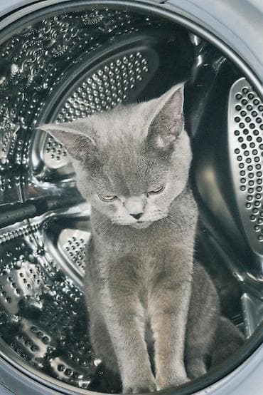 подшипник для стиральной машины: ПРОДАЮ КОТЕНКА❗️💗 (Мальчик) Очень ласковый идет на ручки умеет — 4