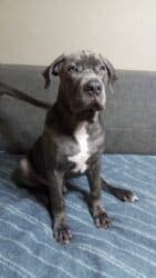 кавказ собака: Продаются щенки кубинского питбультерьера, линейное разведение — 5