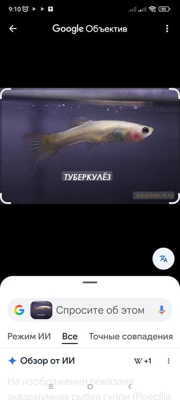 корм для форели купить: Рыбки гуппи — 1