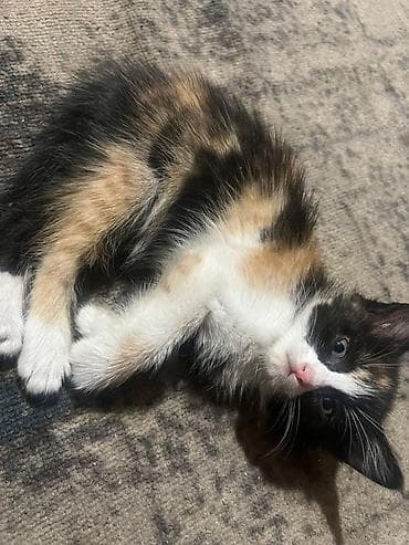 карликовые котята: Кошка даром: Лесная, 2 месяца, Девочка, Приучена к лотку, Проглистована — 7