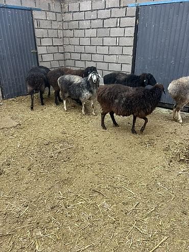 Кошки: Продаю | Овца (самка) | Для разведения | Матка — 1