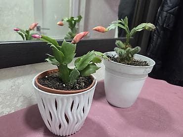 цветущий кактус: Декабрист оранжевый на подвое кактуса + калатея украшенная (два — 3