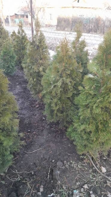 экологически чистые матрасы: Саженцы деревьев: Туи, Бесплатная доставка — 7