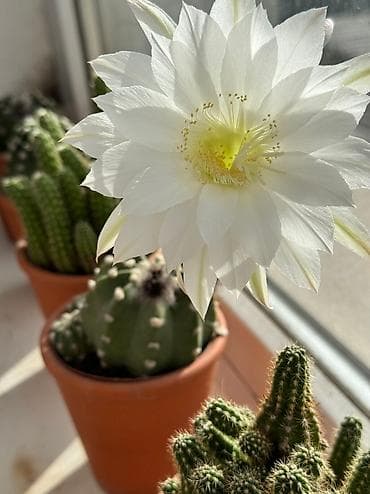 Продам кактусы в глиняных кашпо at lalafo.kg Продам кактусы в глиняных кашпо