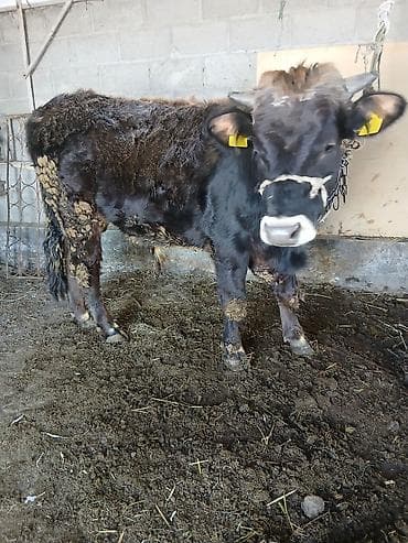 карова с теленком: Продаю | Корова (самка) | Алатауская, Швицкая | Для молока | После отела — 2