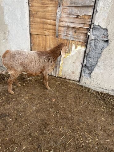 объявления о пропаже животных: Продаю | Овца (самка), Ягненок | Арашан | Для разведения | Племенные, Ярка, Ягнившаяся — 2