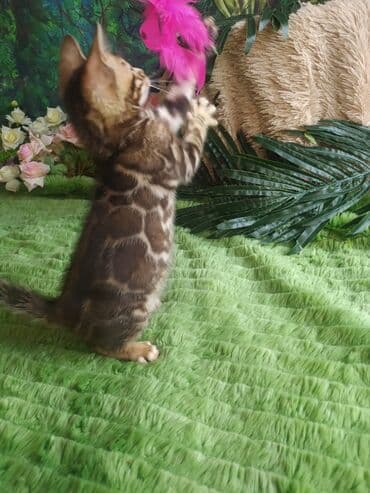 цена шотландского вислоухого кота: Бенгальская, 1 месяц, Мальчик, Приучена к лотку, Проглистована, С документами — 3