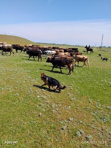 бетон жумуштары: Услуги пастушьей собаки для выпаса стада - Порода: немецкая овчарка — 3