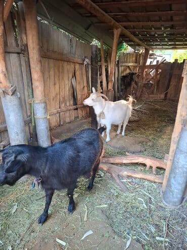 продажа щенков немецкой овчарки с документами в бишкеке: Продаю | Коза (самка), Козёл (самец) | Для молока, Для разведения — 3