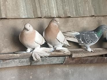 Ветеринар кызматы: Тасманы, пара голубь и голубка! Начинают играть очень хорошие.Пара — 3