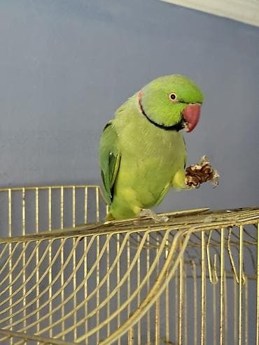 ожиреловый попугай: Ожереловые попугаи (пара) два года Два попугая с большими двумя — 4