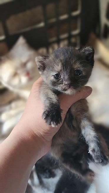 шотландский котята: Котята, помёт из нескольких малышей разного окраса: - чёрный - — 2