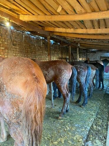 корм форели: Продаю | Жеребенок, Жеребец, Кобыла (самка) | Полукровка | Для разведения, На забой, Рабочий — 8