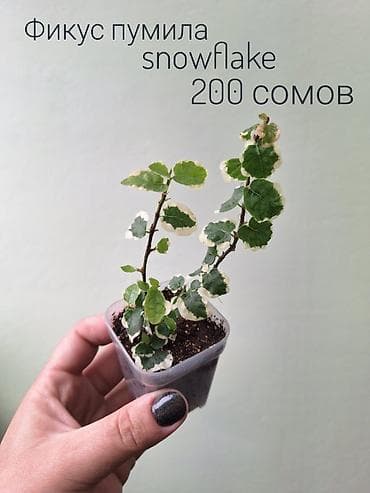 спринклеры: 🌿 Комнатные цветы (укоренённые черенки/молодые растения/взрослые — 8