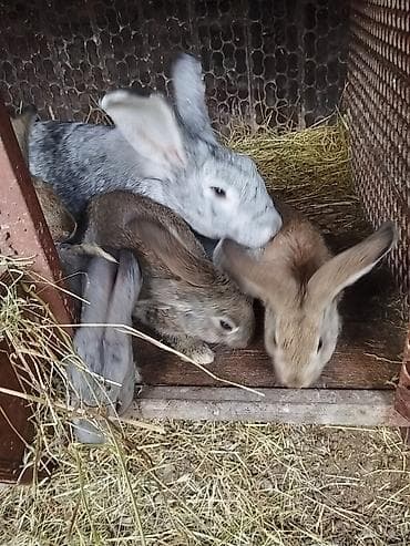 коротколапый кот купить: Продаю | Куры | Домашняя | На забой, Для разведения, Несушки — 2
