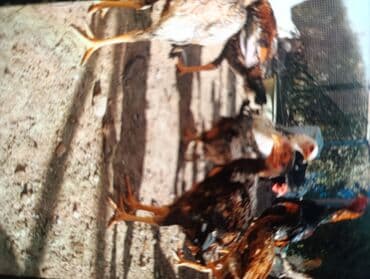 продаю домашние куры: Продаю молодых боевых даканов и цыплят хороших кровей отборных от 500с — 3