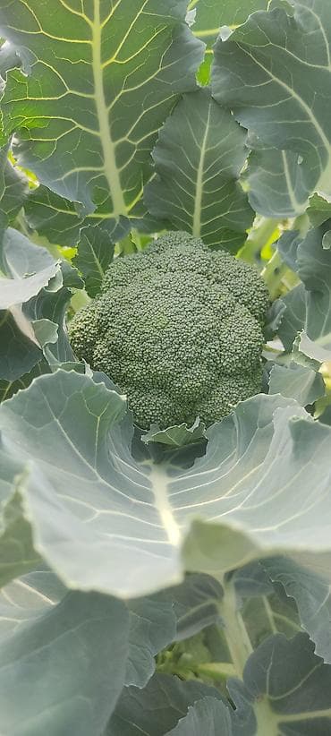 помидоры огурцы: Огурцы — 5