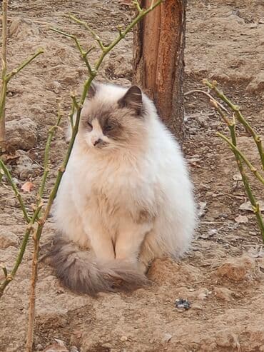 кошка домик: 5 месяцев, Мальчик, Белый — 4