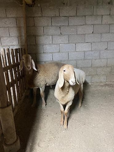 Кой кыркам