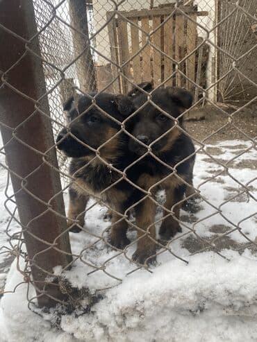 Немецкая овчарка, 2 месяца, Самец