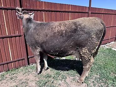 кролики фландр крол крольчата бабочка: Продаю | Корова (самка) | Привязанные — 2