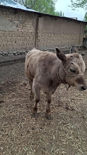 тяжеловес лошадь: Продаю | Музоо, торпок | На откорм | Привязанные — 3