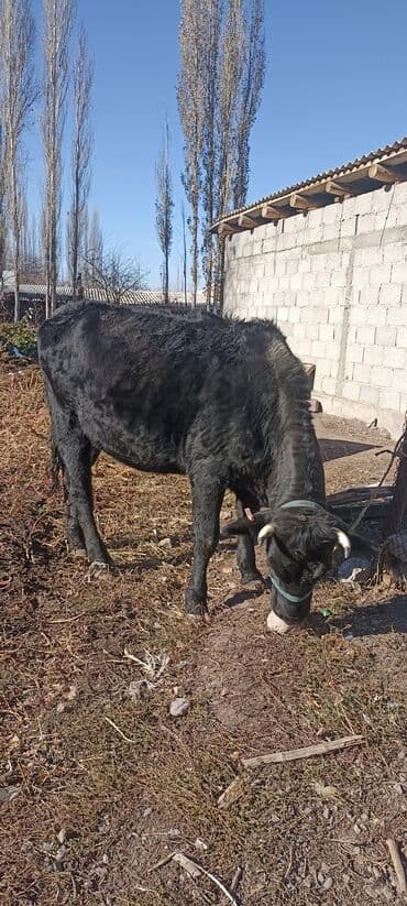 токмок продажа: Продаю | Корова (самка) | Для молока | Привязанные — 7