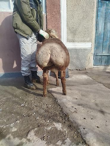 Другие животные: Продаю | Овца (самка) | Для разведения | Матка — 2