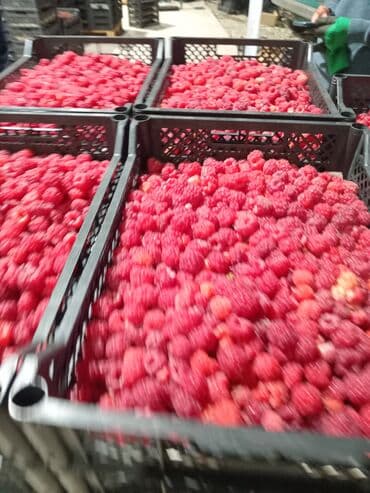 Малина Оптом