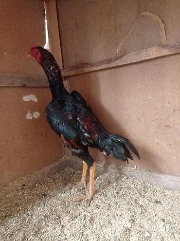 купить фазанов: Продаю | Петух | Бойцовая | Для разведения — 1