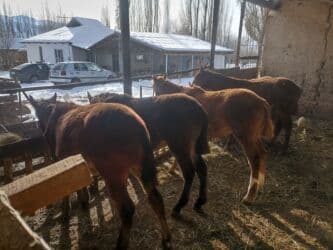 продажа щенков немецкой овчарки с документами в бишкеке: Продаю | Жеребенок — 1