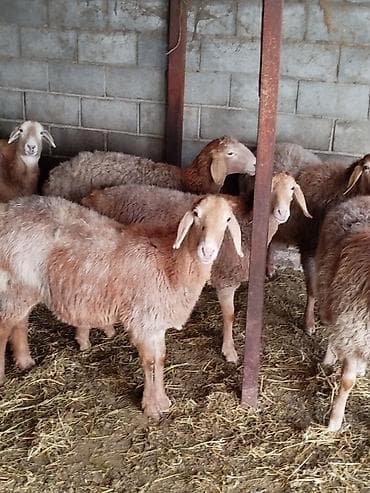 канарейка купить: Продаю | Овца (самка) | Для разведения | Племенные — 5