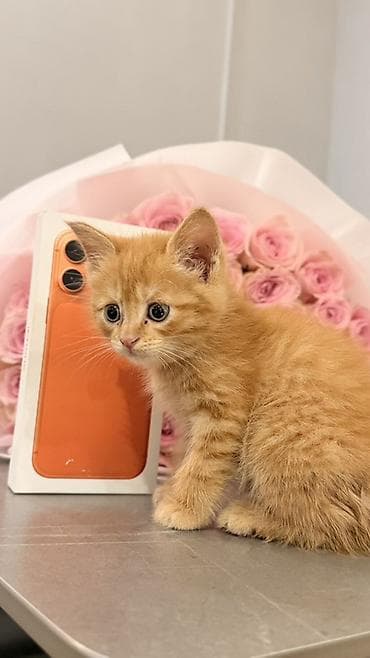 кошка малинкый: Рыжий котёнок (короткошёрстный), возраст примерно 1–2 месяца — 2