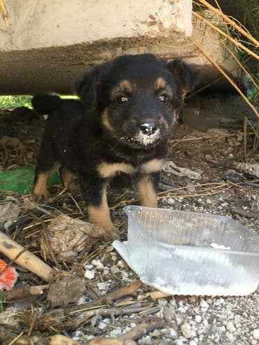 животные ош: Здравствуйте. Можете пожалуйста по просьбе. Иссык-Куль. Центр Отдыха — 2
